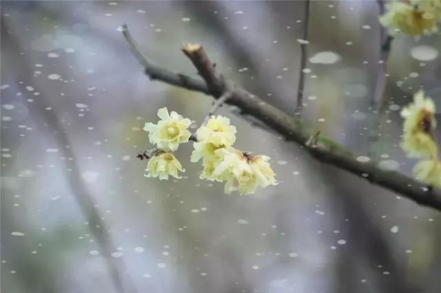 中国古典园林花木，你知道多少？