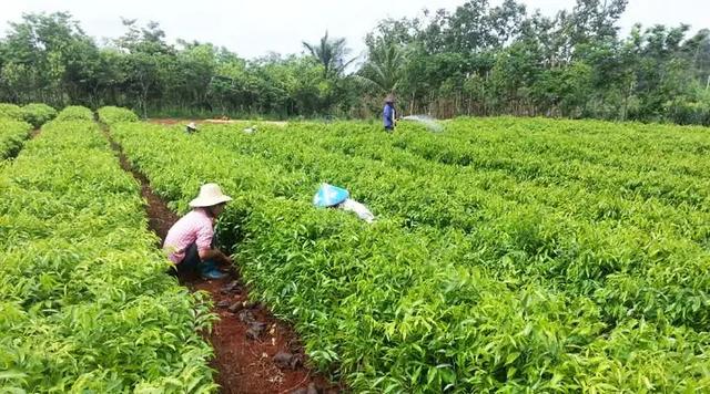 沉香人工栽培的技术要点，与造林存活率和沉香结香量之间的关系