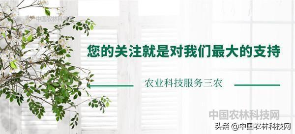 教你在家种植石榴盆栽，简单易学（建议收藏）