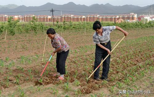 甜玉米的种植要点 这些要了解