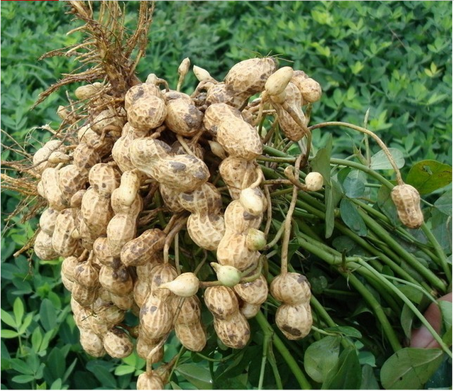 花生种子泡泡水，发芽蹿根成小盆栽，样子别致比绿萝好看