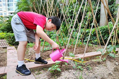 深圳外国语小学“青青葵园”小菜地迎来丰收季