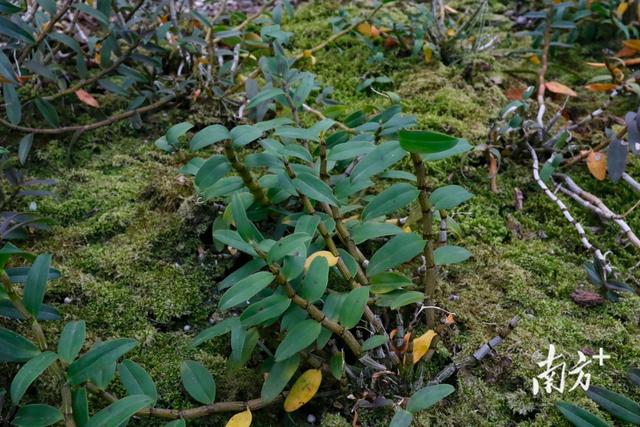 连平生态园种植基地巡礼①铁皮石斛成田源镇村民致富“良药”