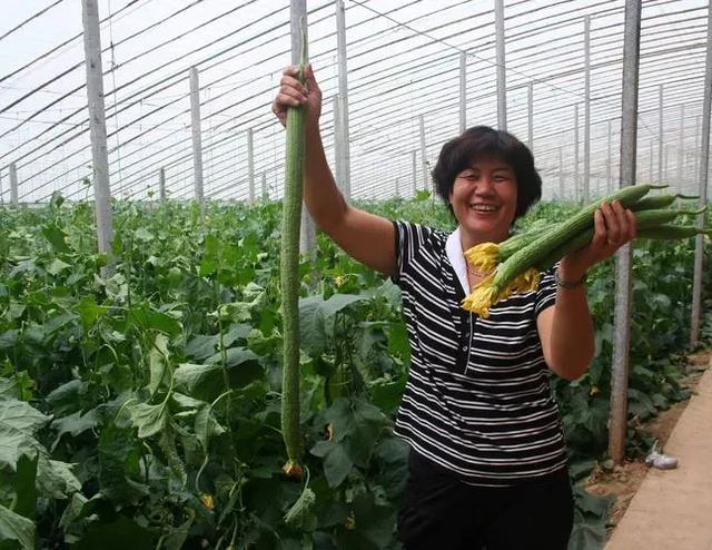 不再迷茫！掌握这五个要点，你的蔬菜种植之路将一帆风顺