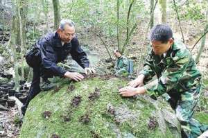 石斛种植温度(铁皮石斛怎么种，铁皮石斛种植方法，种殖户可以了解一下)