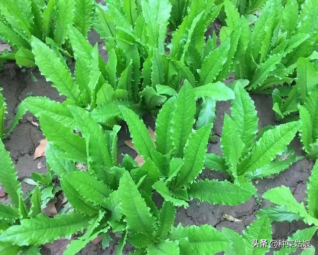 立秋了，除了白菜萝卜还能种哪些，推荐10种叶菜，种植简单又好吃