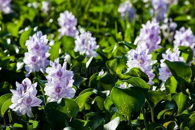 水葫芦蓝紫色的花朵，看着格外迷人，到底应该怎么养