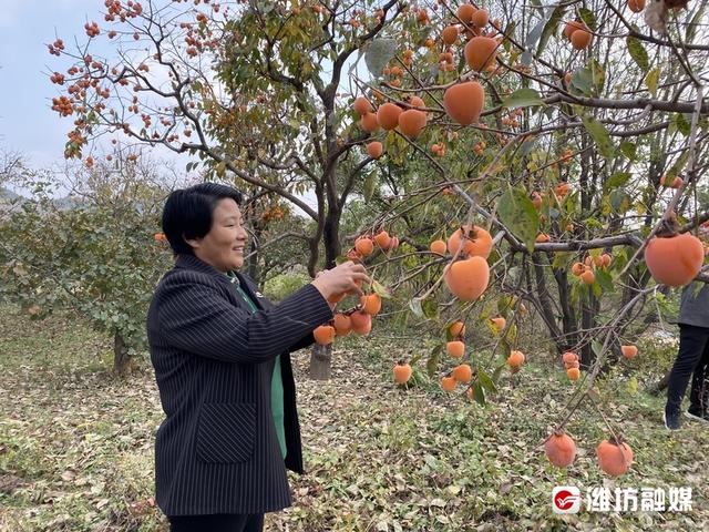 甜蜜“柿业”，富满枝头