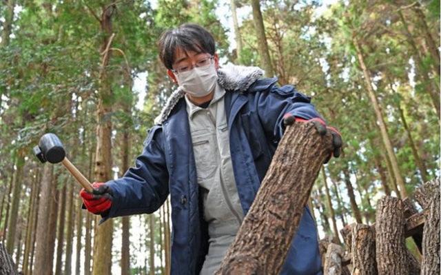 日本原生态香菇种植技术来自盛唐，1根木材48个洞，1个值4万日元