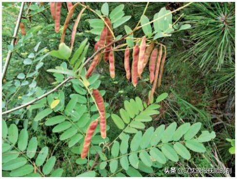 【自然科普】刺槐：花可食