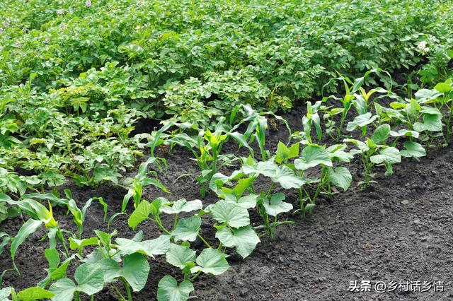 1-5月份每个月能种什么菜？南北各不同，好好把握种植时间