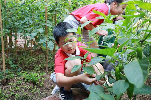 深圳外国语小学“青青葵园”小菜地迎来丰收季