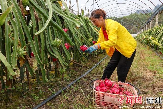 福建武夷山种植台湾火龙果喜获丰收