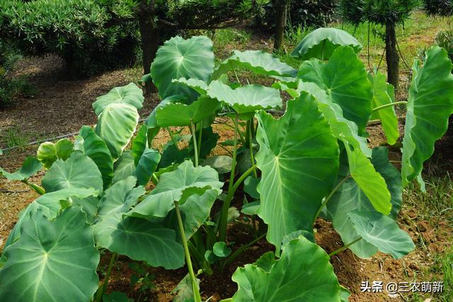 40年前农村穷人才吃的野菜，如今城里人高价求购，还不一定能买到