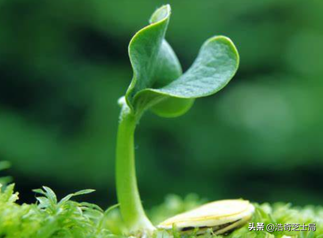 使用3种植物生长剂，对朱砂根种子出苗及幼苗生长分别有何影响？