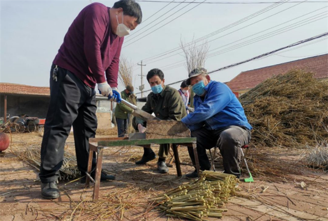 让村民的‘钱袋子’更鼓！东营史口小杞柳成了脱贫致富“香饽饽”