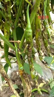 种植朝天椒观察日记(辣椒常见病害危害症状及防治技术问答)