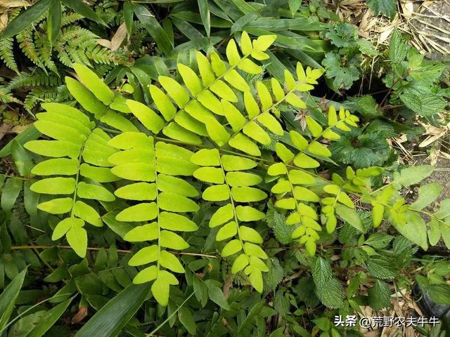 紫萁之美：神秘植物的形态特征揭秘