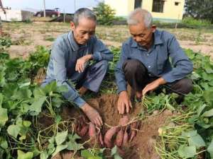 甘薯不脱毒种植(红薯空秧不结薯的原因及防治措施)