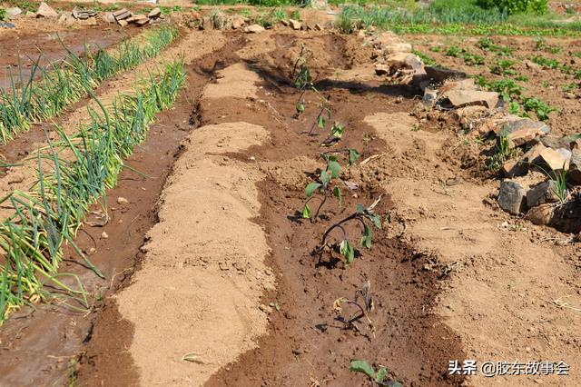 栽蔬菜、种花生、苹果树授粉，盘点五一前后胶东半岛的常见农活