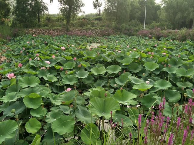 你家种植的莲藕为何产量不高？这些正确的种植方法你学会了吗？