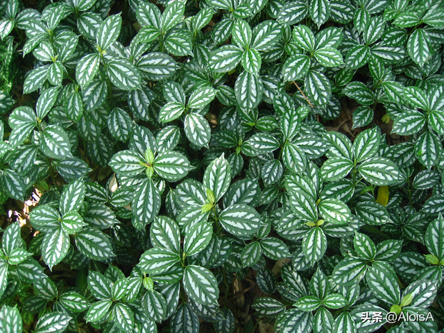 分享20种适合在树荫下种植的花卉，附观赏期！你的院子里都有吗？