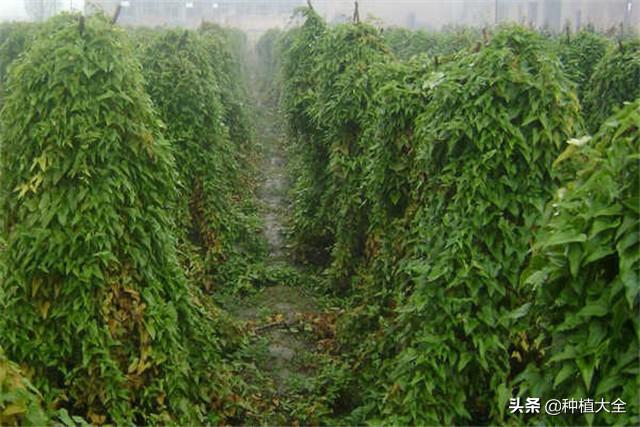 淮山药栽培技术，种植技术分享，希望能够帮助你