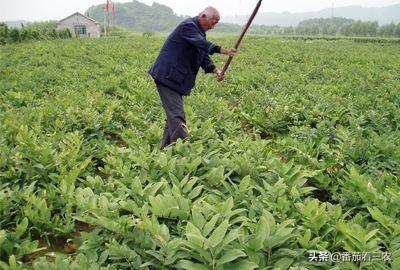 从玉竹的生物学特性出发，谈玉竹高产栽培技术