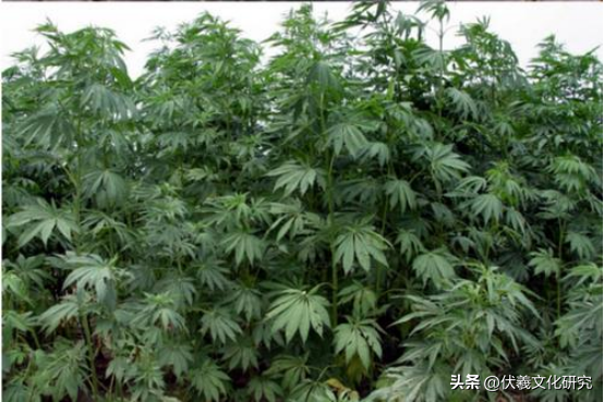 两城镇适宜栽植的具有观赏价值的中草药（九）