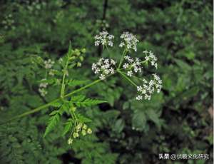 升麻种植(两城镇适宜栽植的具有观赏价值的中草药（九）)