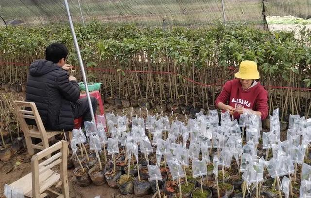 沉香人工栽培的技术要点，与造林存活率和沉香结香量之间的关系