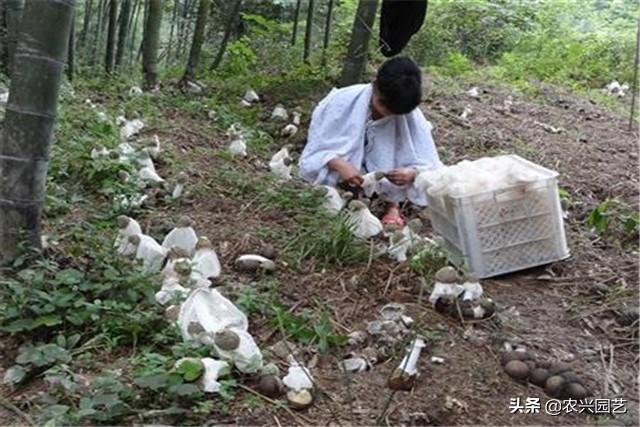 竹荪栽培技术，手把手教您几个关键细节，学会在家也可以创业