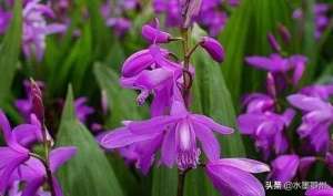 如何种植白芨(白芨规范化种植技术)