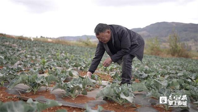 “新农人”“老农人”共绘乡村振兴画卷