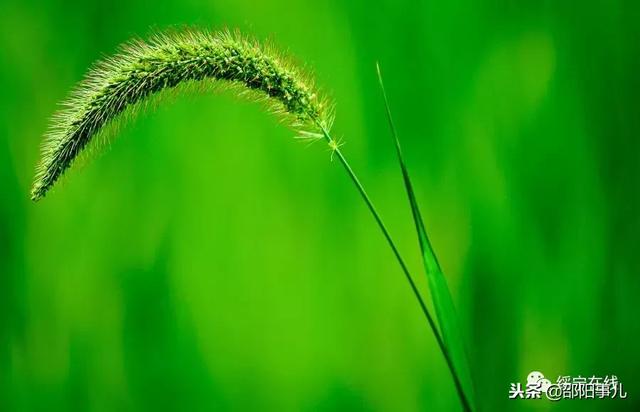 邵阳人，这些植物你都认识吗？