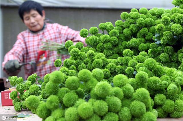 圆嘟嘟的可爱乒乓菊，花期长又好养，十几个花苞一起窜