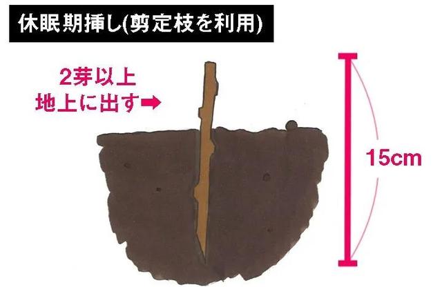 「农业」初学者也能简单栽培猕猴桃的方法