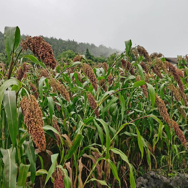 酒用高粱种植技术