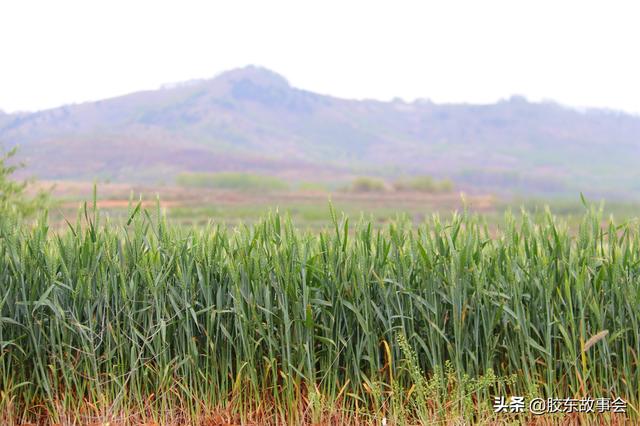 栽蔬菜、种花生、苹果树授粉，盘点五一前后胶东半岛的常见农活