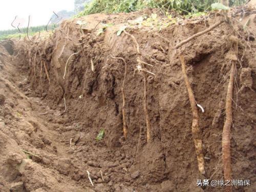 波尔森农业：山药种植管理技术和施肥方案，这几个要点要掌握