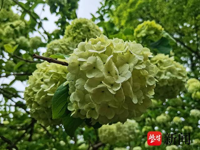 【视频】南京绣球公园里，雪白淡雅的木绣球花盛开