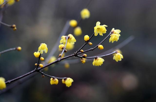 腊梅花叶子发黄干枯，和4点有关，做好后叶绿苗壮开花多