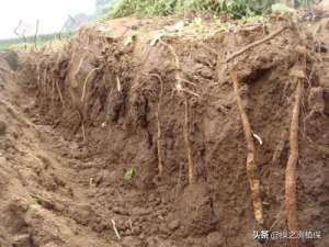 麻山药种植与管理(波尔森农业：山药种植管理技术和施肥方案，这几个要点要掌握)