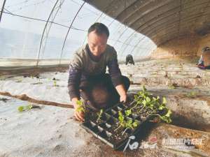 河南南阳哈密瓜种植(吐鲁番市：春耕备耕正当时 大棚瓜苗移栽忙)