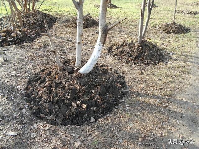 苗木栽植过程中常见的问题和应对措施