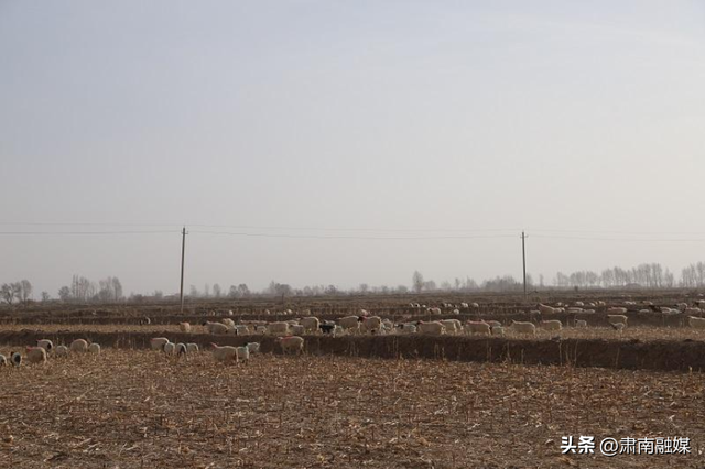 肃南：马蹄乡“异地借牧+舍饲养殖”让牛羊安全越冬 让草场健康休养