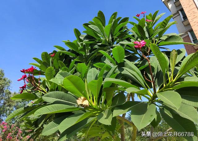 红鸡蛋花一团团红的似火、不但有欣赏价值还可以食用