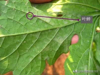 反季节大棚南瓜怎么种植？产量高、品质好、多，卖钱？