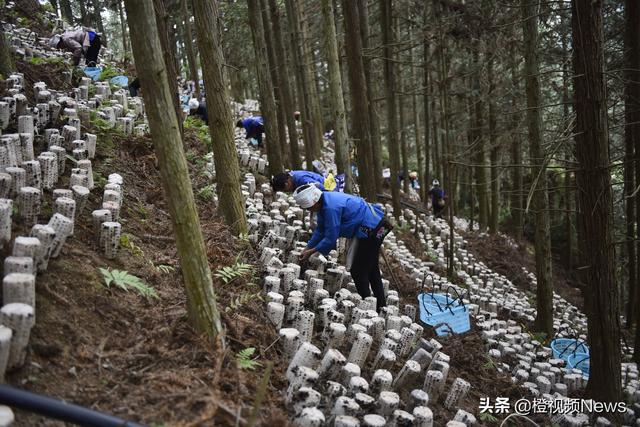 橙视频News：森林里种黑木耳，山里人真会做