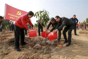 福建适合种植芒果(又到一年植树节湄洲岛新增2000多株苗木)